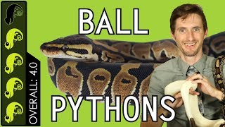 Ball Python The Best Pet Reptile [upl. by Reade]