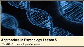 ALevel Psychology AQA Approaches in Psychology  The Biological Approach [upl. by Eseerahs]