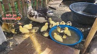 DUCKY QUACK AND HER 16 CUTEST QUACKIES and the feeling close Aunt🤣 [upl. by Letta]