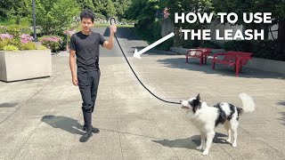 How to PROPERLY use a LEASH [upl. by Aniras]