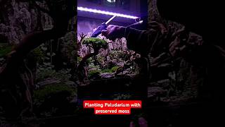 Planting Paludarium using Preserved moss moss paludarium preservedmoss [upl. by Enidualc]