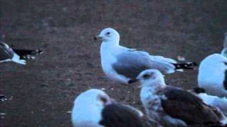 ¿ Ringbilled Gull x Common Gull [upl. by Moht171]