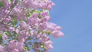 Mackinac Island wins flower festival award [upl. by Nogas]