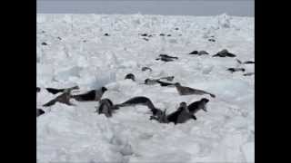 Amazing Harp Seal Footage [upl. by Adnopoz]