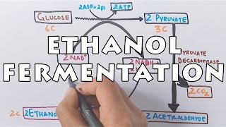 Ethanol Fermentation  Process of Alcohol Formation [upl. by Morita982]