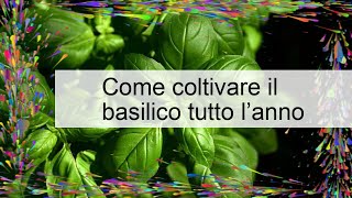 Come coltivare il basilico in vaso sul balcone [upl. by Yhtac]