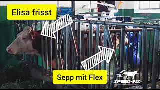 Klauenpflege mit SpeedFix Klauenpflegestand  Kuh frisst während Klauenpflege [upl. by Arissa]