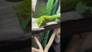 378 Gecko Sound🦎 [upl. by Socrates]