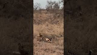 Leopard drags Impala to safe place to feed  Monwana Game Lodge  Thornybush Nature Reserve [upl. by Lassiter]