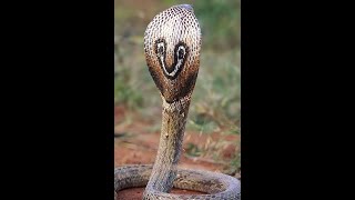 Cobra Indian Cobra Highly Venomous Snake  Mysore Zoo [upl. by Yrem]