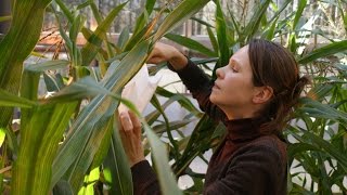 Gentechnik Kein Risiko für Schmetterlinge durch BtMais [upl. by Oflodor16]