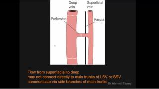 peripheral venous system duplex perforating veins anatomy Dr Ahmed Esawy [upl. by Nadruoj]