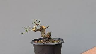 Pré Bonsai Calliandra Branca 7 Anos [upl. by Gilud]