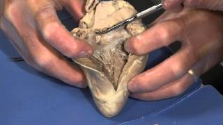 Detailed Sheep Heart Dissection Part II Jr High High School and College Review [upl. by Curnin]