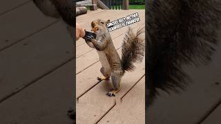 Rescuing a Squirrel Trapped in a Tree shorts pets squirrel rescue [upl. by Nihcas]