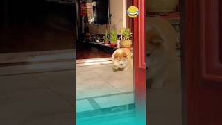 When the dog wants to play but the owner is busy with work and the ending😂😂 funnypets pets dog [upl. by Bink214]