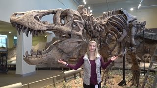 Dissecting with Emily  Tyrannosaurus rex holotype at Carnegie Museum [upl. by Niletak]