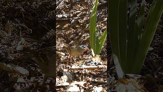 Whitecrowned Sparrow🐦Morning Seed Buffet whitecrownedsparrow [upl. by Yellac508]