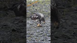 Young bald eagle  Jeune pygargue à tête blanche wildlife canada eagle pygargue [upl. by Adnalro]