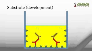 ELISA test procedure [upl. by Peck]