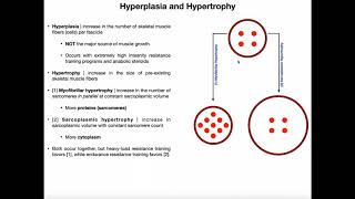 Hyperplasia Sarcoplasmic Hypertrophy amp Myofibrillar Hypertrophy [upl. by Bergquist]