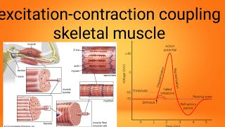 mucle excitation contraction couplingphysiology lecture 7 [upl. by Dnomaj]