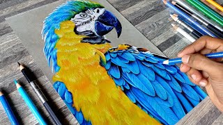 How to draw a beautiful bird  Macaw  using colour pencil  pinemplex [upl. by Kola]