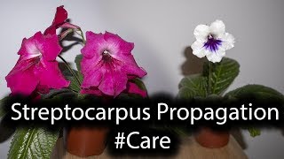 Streptocarpus CareTIPSStrepts Blooming [upl. by Vitoria]