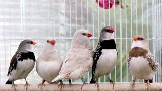 Diamond Firetail Finches [upl. by Aisiram]