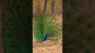 Peacock Beautiful Dance peacock birds nature shortviral beautyofnature peacockdance [upl. by Ari]