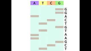 Sanger Sequencing Simulation Walk Through [upl. by Hesoj298]