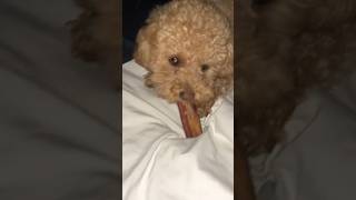 Cute Dog Growls at Human Yorkipoo FunnyDogVideos CuteDog [upl. by Kolk822]