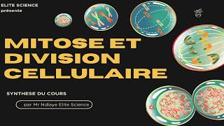 1ESSVTSynthèse sur mitose et cycle cellulaire variation quantité dADN et aspect chromosomes😎 [upl. by Angid]