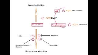 Asthma Drugs  Muscarinic Antagonists Ipratropium [upl. by Nnasus]