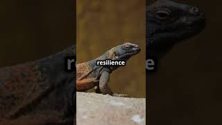 Animal Encounter Chuckwalla 🦎🌵 Adaptability Resilience OvercomeChallenges animal [upl. by Richman]