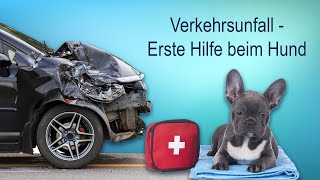 Verkehrsunfall mit Hund  Erste Hilfe beim Hund [upl. by Gnen]