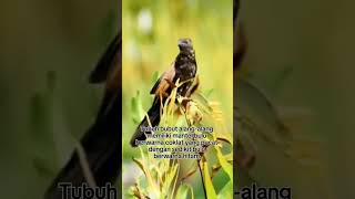 burung bubut alangalang di padang ilalang alangalang  shorts [upl. by Delanos]