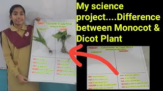 My Science ProjectDifference between Monocot amp Dicot plant [upl. by Clauddetta587]