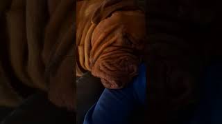 He sleeps like a cartoon dog doglover cutedog cuteanimals shorts [upl. by Gerianne]