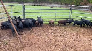 Another 31 Wild Hogs Removed From The Highly Managed Deer Hunting Property ReolinkThe Pocket Drag [upl. by Kory]