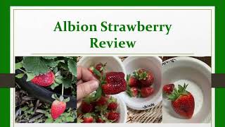 Review of “Albion” Strawberry Variety [upl. by Bessie]