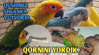 QUSHIMIZNI OPERATSIA QILDIK SHLANKA YUTIB YUBORDI [upl. by Hollis]