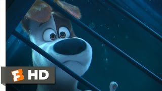 The Secret Life of Pets  Get the Keys Scene 810  Movieclips [upl. by Aivatco]