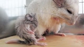 Crazy Newborn Chinchilla [upl. by Tselec]