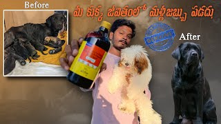 Resulted Liver tonic for dog to gain weight and healthy growth petvlog dogmedicine [upl. by Mccully471]