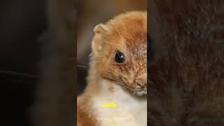 Stoats  Fascinating Facts You Probably Didnt Know stoats CuteandFierce goviral fyp weasel [upl. by Einner]