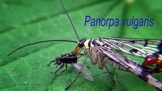 PANORPA VULGARIS eating fly [upl. by Aramad]