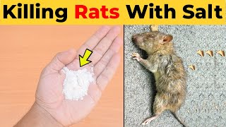 Killing Rats with Salt  What Kills Rats Instantly Home Remedies [upl. by Idarb]