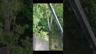 120 Cottonwood treeremoval treeservicesnearme treecare whitelake milford oaklandcounty [upl. by Russon]