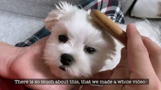 MALTESE DOG FACTS ALL YOU NEED TO KNOW [upl. by Gurevich]